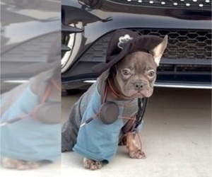 French Bulldog Puppy for sale in WEST HOLLYWOOD, CA, USA