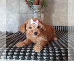 Small Photo #5 Poodle (Toy) Puppy For Sale in MILFORD, IN, USA