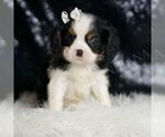 Puppy Fennel AKC Cavalier King Charles Spaniel