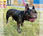 Small #1 French Bulldog