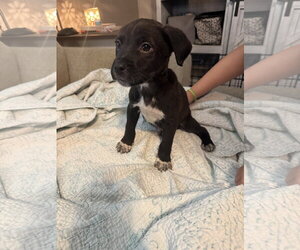 American Staffordshire Terrier-Unknown Mix Dogs for adoption in Holly Springs, NC, USA