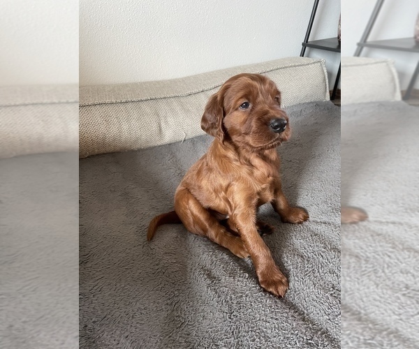 Medium Photo #1 Irish Setter Puppy For Sale in SEQUIM, WA, USA