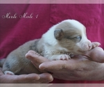 Small Photo #9 Pembroke Welsh Corgi Puppy For Sale in LUTHER, OK, USA
