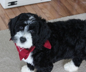 Bernese Mountain Dog-Portuguese Water Dog Mix Puppy for Sale in COATESVILLE, Pennsylvania USA