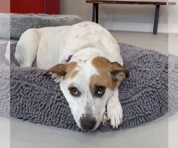 Medium Photo #18 Mutt Puppy For Sale in Boonton, NJ, USA