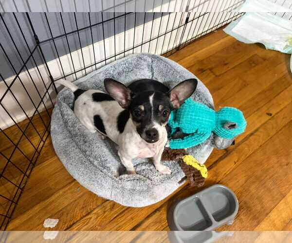 Medium Photo #4 Chihuahua-Unknown Mix Puppy For Sale in Grafton, WI, USA