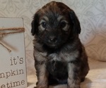 Puppy 2 Aussiedoodle Toy