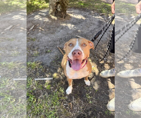 Medium Photo #7 Mutt Puppy For Sale in Sanford, FL, USA