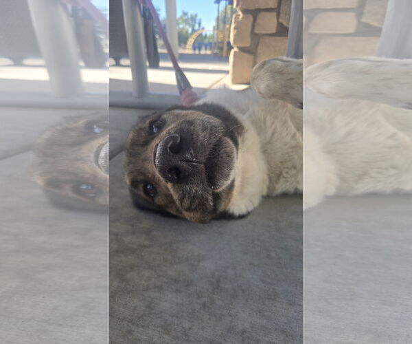 Medium Photo #2 Anatolian Shepherd-Unknown Mix Puppy For Sale in Chandler, AZ, USA