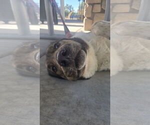 MARNIE - Female Anatolian Shepherd-Unknown Mix Dog for Adoption - Photo #2