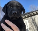 Small Photo #1 Labrador Retriever Puppy For Sale in BRIGHTON, MO, USA