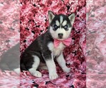 Small Photo #2 Siberian Husky Puppy For Sale in KIRKWOOD, PA, USA