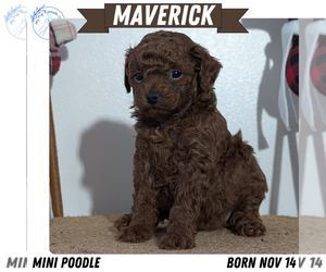 Medium Poodle (Miniature)