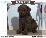 Puppy Maverick Poodle (Miniature)