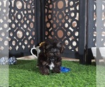 Small #1 Yorkipoo