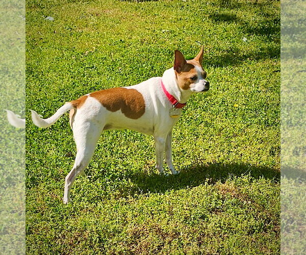 Medium Photo #3 Rat Terrier-Unknown Mix Puppy For Sale in Atlanta, GA, USA
