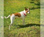 Small #2 Rat Terrier Mix
