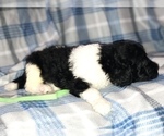 Small Photo #19 Poodle (Standard) Puppy For Sale in BELLA VISTA, AR, USA