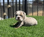 Small #10 English Bulldog
