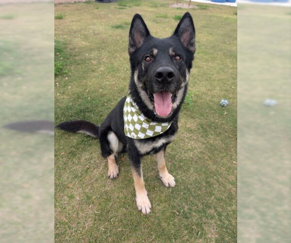 Medium Photo #3 Akita-German Shepherd Dog Mix Puppy For Sale in Redlands, CA, USA