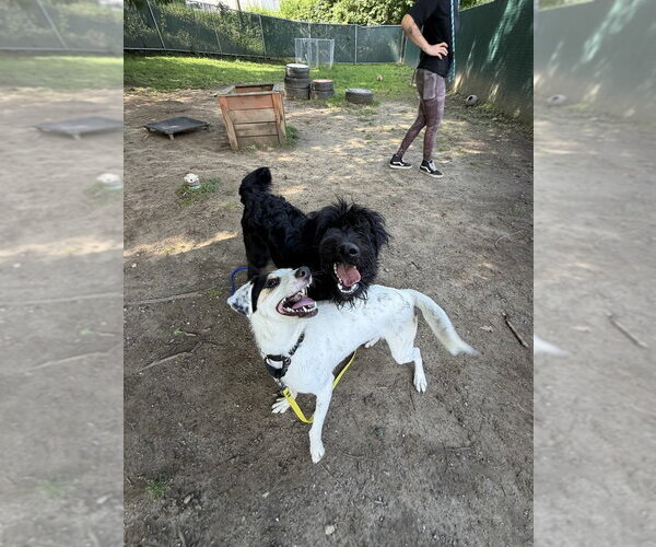 Medium Photo #7 Labrador Retriever-Unknown Mix Puppy For Sale in Brewster, NY, USA