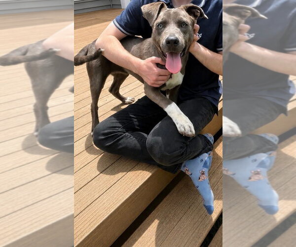 Medium Photo #1 American Pit Bull Terrier-Unknown Mix Puppy For Sale in Germantown, OH, USA
