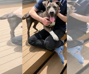 American Pit Bull Terrier-Unknown Mix Dogs for adoption in Germantown, OH, USA