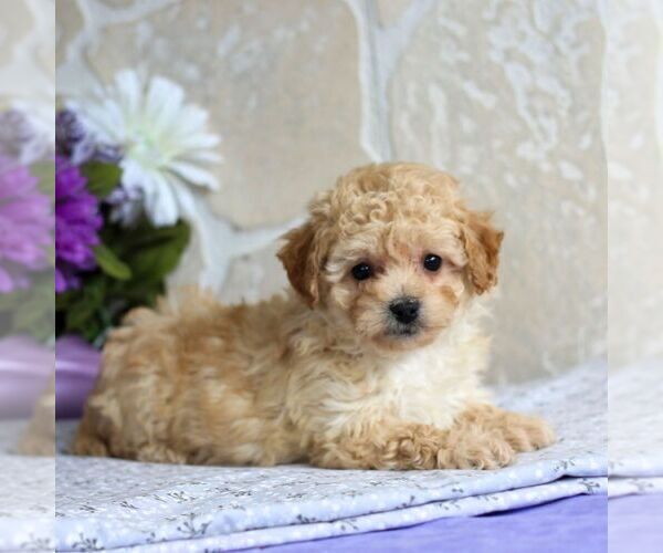 Medium Photo #3 Bichpoo Puppy For Sale in GORDONVILLE, PA, USA