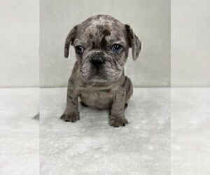 French Bulldog Puppy for sale in CHARLESTON, SC, USA
