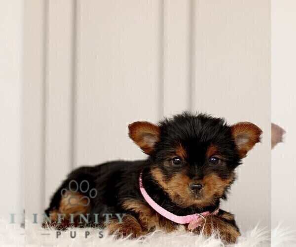 Medium Photo #4 Yorkshire Terrier Puppy For Sale in BIRD IN HAND, PA, USA