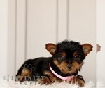 Small #3 Yorkshire Terrier