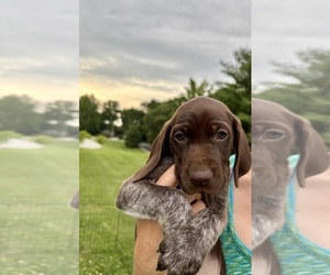 German Shorthaired Pointer Litter for sale in BATESVILLE, IN, USA