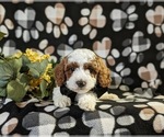 Small Photo #3 Poodle (Miniature) Puppy For Sale in NEW HOLLAND, PA, USA