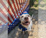 Small #5 American Bulldog Mix