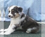 Small Photo #3 Australian Shepherd Puppy For Sale in MILLERSTOWN, PA, USA