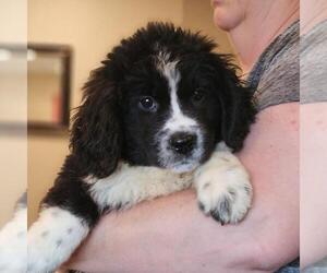 Newfoundland-Saint Bernard Mix Litter for sale in BERESFORD, SD, USA