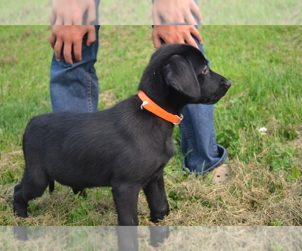 Medium Photo #4 Labrador Retriever Puppy For Sale in GREENWOOD, WI, USA