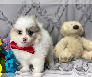 Pomeranian Puppy for sale in LANCASTER, PA, USA