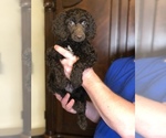 Small #1 Poodle (Standard)