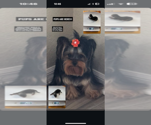 Yorkshire Terrier Puppy for sale in MIAMI, FL, USA