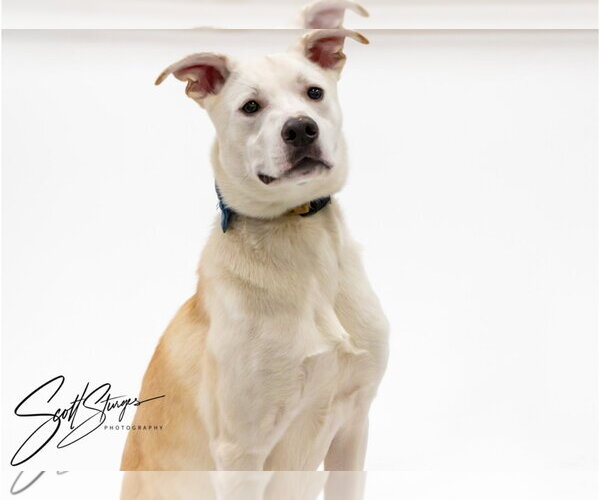 Medium Photo #3 Labsky Puppy For Sale in Brooklyn Center, MN, USA