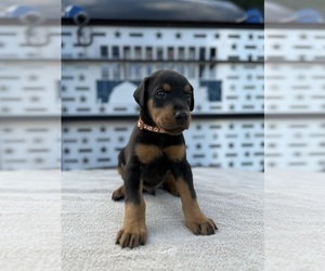 Doberman Pinscher Puppy for sale in NEWTON, NC, USA