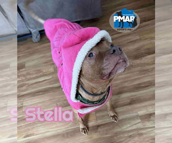 Medium Photo #4 American Pit Bull Terrier-Unknown Mix Puppy For Sale in Binghamton, NY, USA