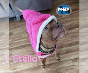 Stella - Female American Pit Bull Terrier-Unknown Mix Dog for Adoption - Photo #4