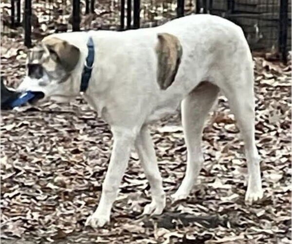 Medium Photo #7 Great Pyredane Puppy For Sale in Alexander, AR, USA