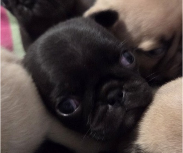 Medium Photo #14 Pug Puppy For Sale in HILLSDALE, MI, USA