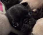 Small #13 Pug