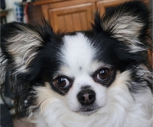 Father of the Chihuahua puppies born on 10/12/2025