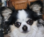 Small Photo #1 Chihuahua Puppy For Sale in AMESBURY, MA, USA