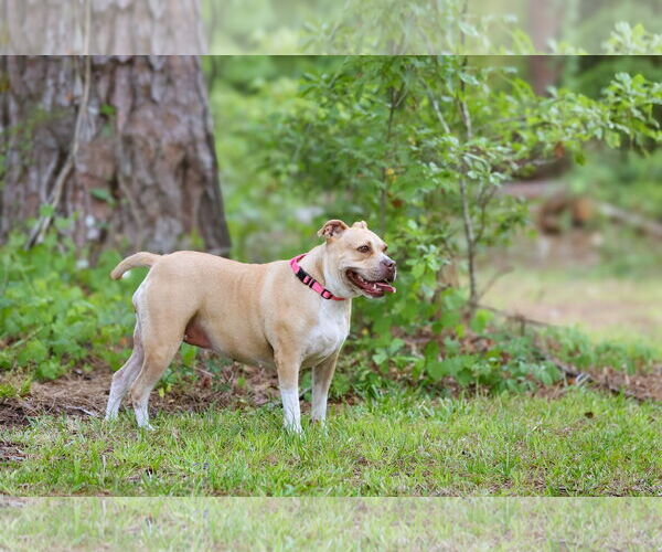 Medium Photo #9 Mutt Puppy For Sale in  Gainesville, FL, USA